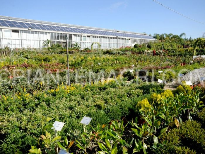 Archisio - Piante Macri - Progetto Il vivaio