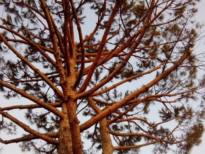 Archisio - I Giardini Dei Tudor - Progetto Tree climbing