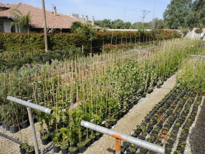 Archisio - Piante Macri - Progetto Serre di produzione