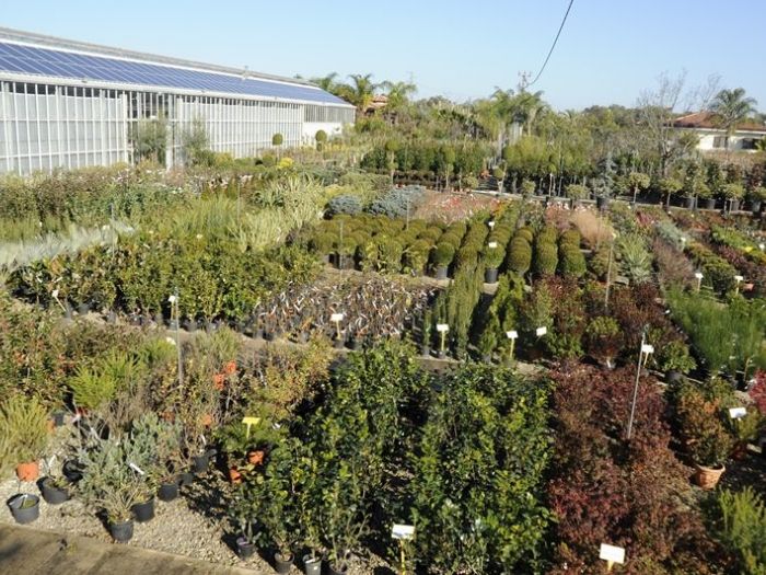 Archisio - Piante Macri - Progetto Il vivaio