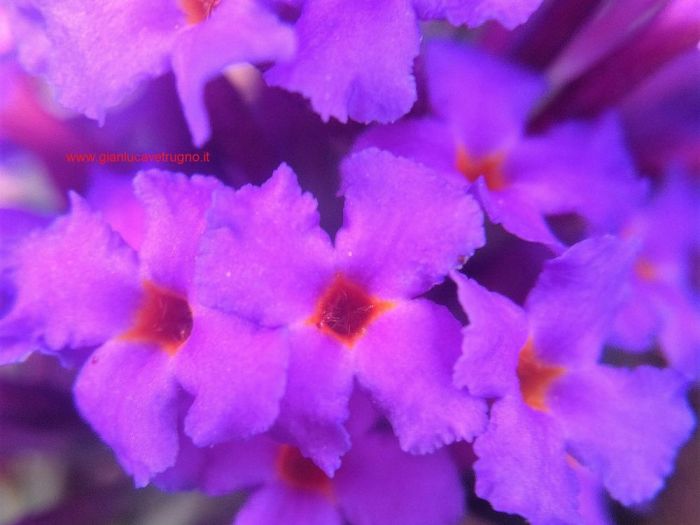 Archisio - Gianluca Vetrugno Meltem Kosan the Art Of The Negative - Artisti - Progetto Galleria 1 fotografie astratte