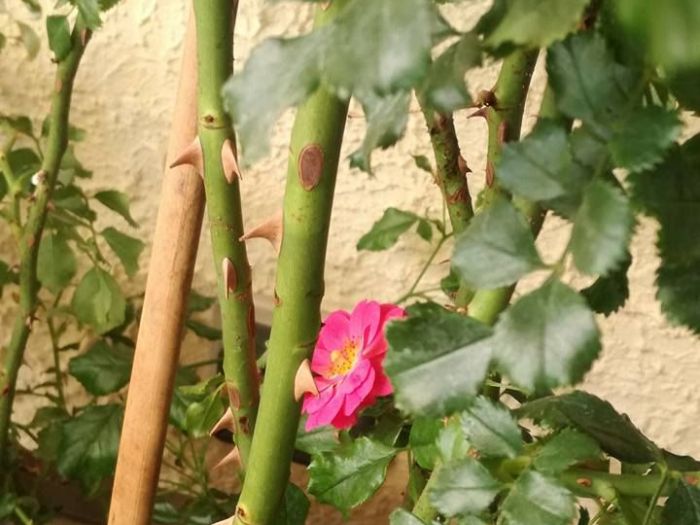 Archisio - Anna Claudia Bufo - Progetto Progetti