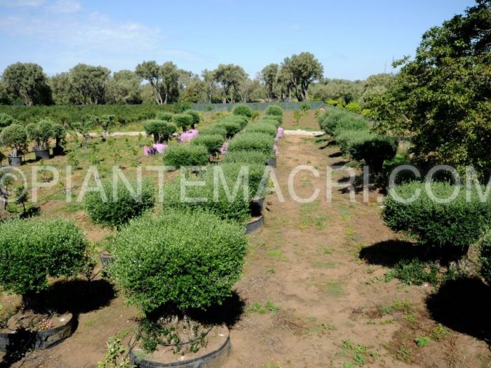 Archisio - Piante Macri - Progetto Serre di produzione