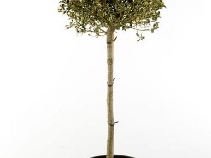 Archisio - Vivai Cantatore - Progetto Piante