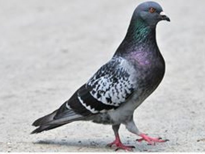 Archisio - Aducta Disinfestazioni Derattizzazioni E Servizi Ambientali - Progetto Allontanamento volatili