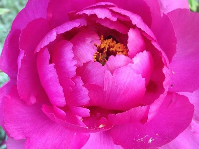 Archisio - Carlo Maria Maggia - Progetto Giardini