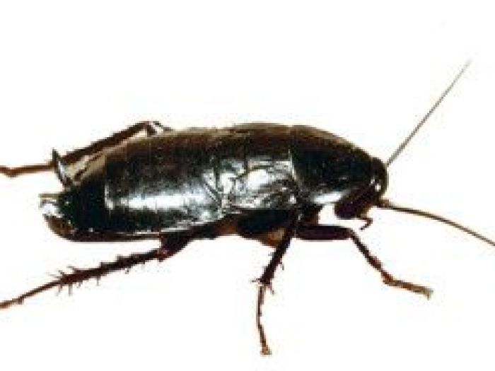 Archisio - Cordella Disinfestazioni E Disinfezioni A Torino - Progetto Deblattizzazione