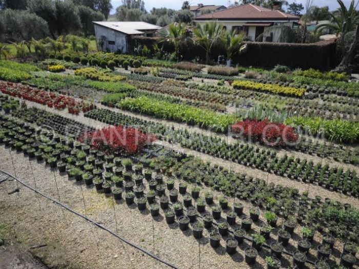 Archisio - Piante Macri - Progetto Il vivaio