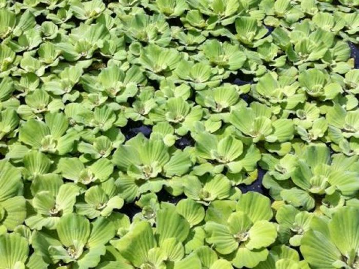 Archisio - Carlo Maria Maggia - Progetto Giardini