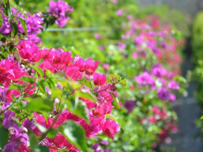 Archisio - Vivai Cantatore - Progetto Piante