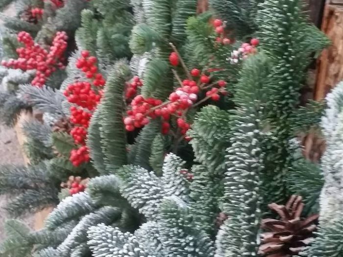 Archisio - Massarroni - Vivai Piante - Garden - Progetto Vivai e piante