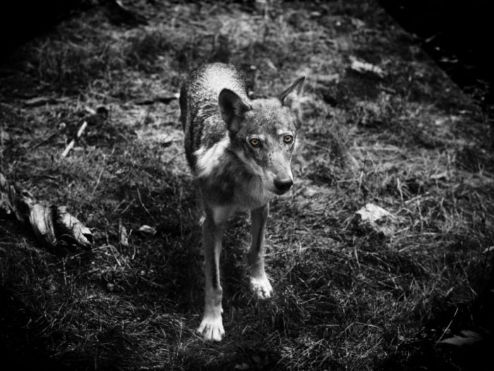 Archisio - Roberto Nangeroni Photographer - Progetto Natura