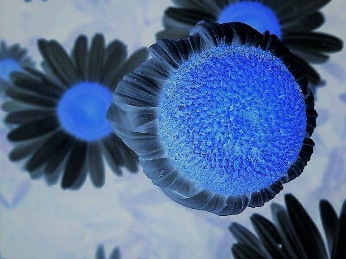 Archisio - Gianluca Vetrugno Meltem Kosan the Art Of The Negative - Artisti - Progetto Galleria 1 fotografie astratte