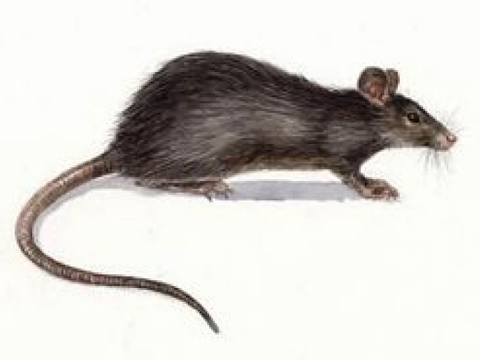 Archisio - Cordella Disinfestazioni E Disinfezioni A Torino - Progetto Debellare topi e ratti derattizzazione torino