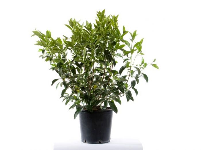 Archisio - Vivai Cantatore - Progetto Piante