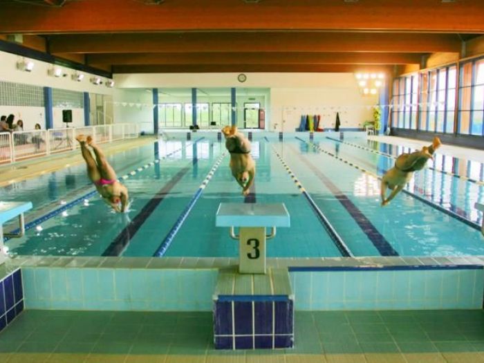 Archisio - Carinci Mario - Progetto Piscina provinciale di foggia