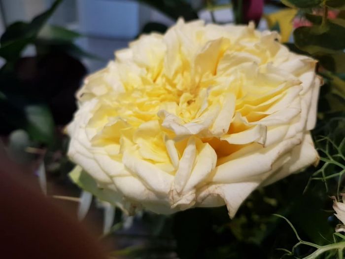 Archisio - Massarroni - Vivai Piante - Garden - Progetto Vivai e piante