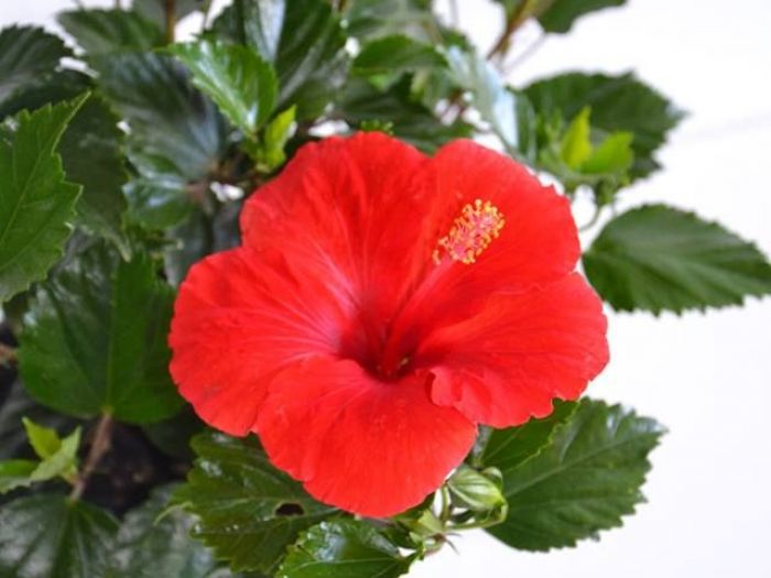 Archisio - Vivai Cantatore - Progetto Piante