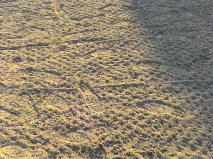 Archisio - Claudio Raiteri Verde Giardino - Progetto Irrigazione rigenerazione pratorigenerazione pratotree climbingisolamento solai