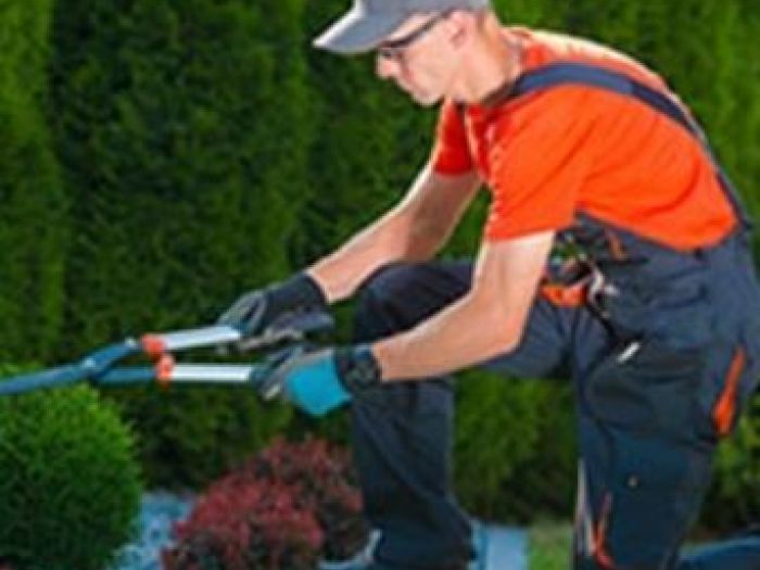 Archisio - Giardiniere Di Verdecchia Danilo - Progetto Potature