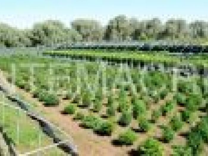 Archisio - Piante Macri - Progetto Serre di produzione