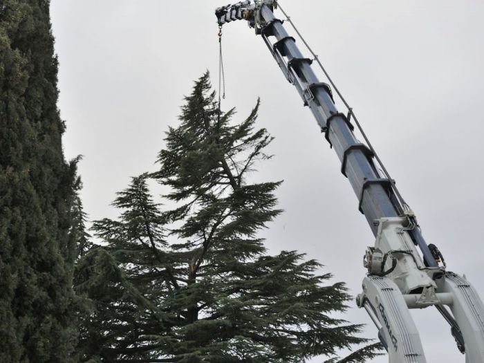 Archisio - Il Dottore Del Verde Di Bruno Barnaba - Progetto Abbattimento cedro monumento sisma 1976