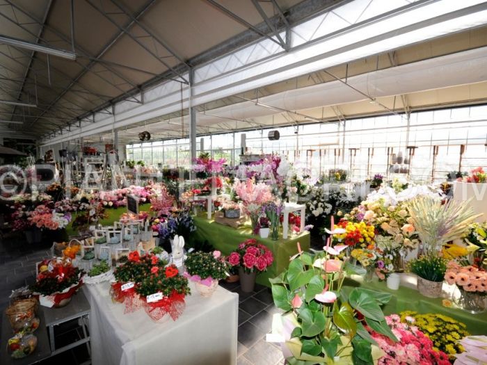 Archisio - Piante Macri - Progetto Il garden