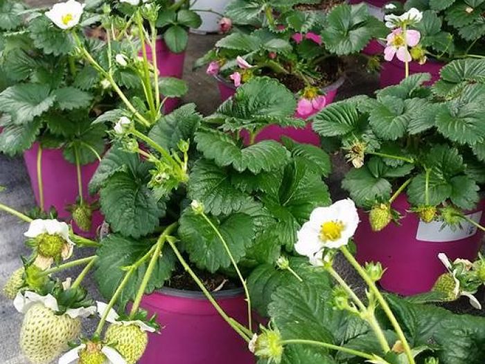 Archisio - Massarroni - Vivai Piante - Garden - Progetto Vivai e piante