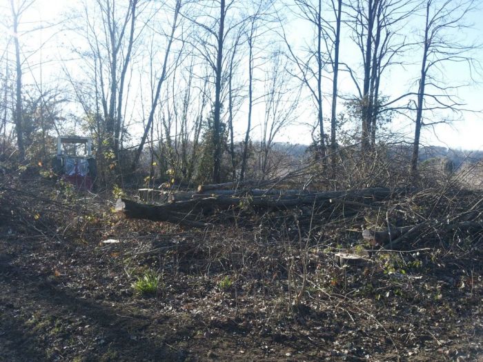 Archisio - Il Dottore Del Verde Di Bruno Barnaba - Progetto Utilizzazioni boschive