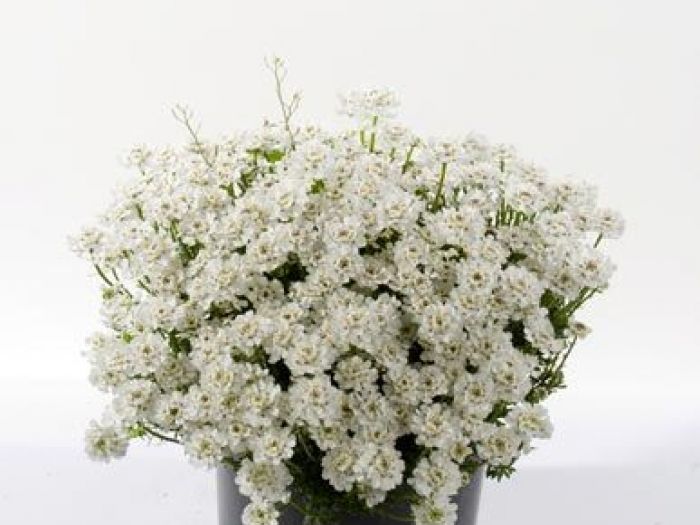 Archisio - Vivai Cantatore - Progetto Piante