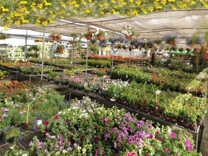 Archisio - Piante Macri - Progetto Il vivaio