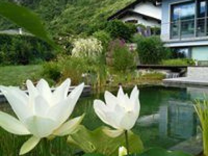 Archisio - Arqtropa Studio - Progetto Piscine naturali e vegetazione acquatica