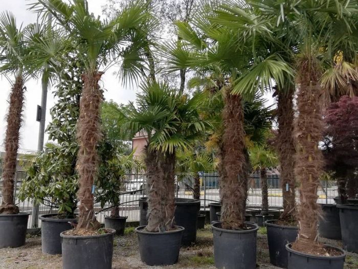 Archisio - Robi Bonaita Alessio Bonaita Fabiano Bonaita - Progetto Le nostre piante