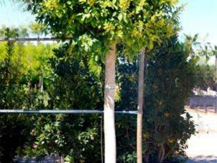 Archisio - Vivai Cantatore - Progetto Piante