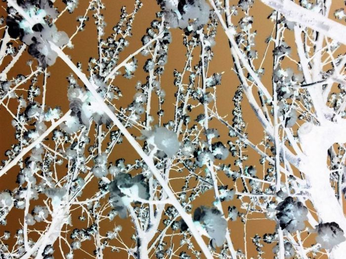 Archisio - Gianluca Vetrugno Meltem Kosan the Art Of The Negative - Artisti - Progetto Galleria 1 fotografie astratte