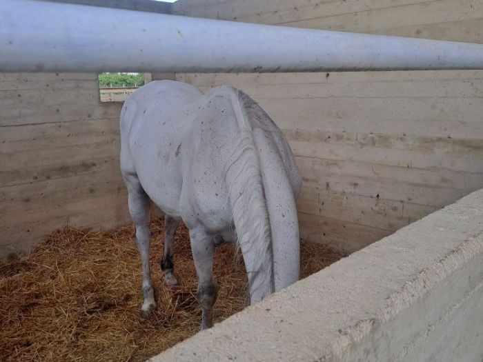 Archisio - Domenico Guadagni - Progetto Realizzazione di un maneggio per cavalli