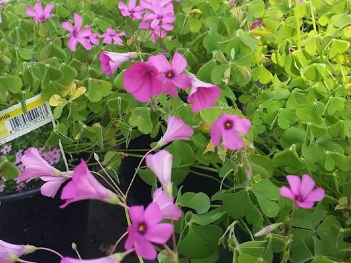 Archisio - Massarroni - Vivai Piante - Garden - Progetto Vivai e piante