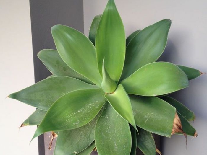 Archisio - Carlo Maria Maggia - Progetto Giardini