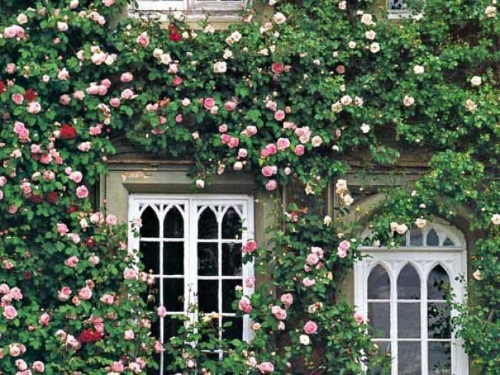 Archisio - Vivai Cantatore - Progetto Piante