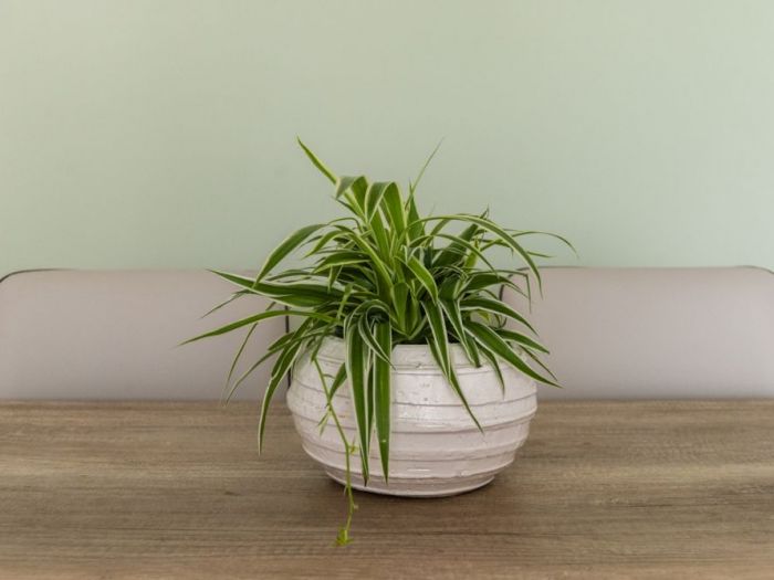 Archisio - Gilardi Interiors On Staging - Progetto Convivialit e comodit sono le parole dordine per questo living