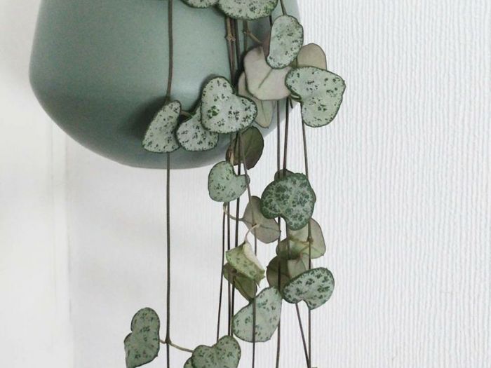 Archisio - Anna Claudia Bufo - Progetto Ceropegia woodii