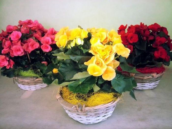 Archisio - Floricoltura Auricchio - Progetto Fiori