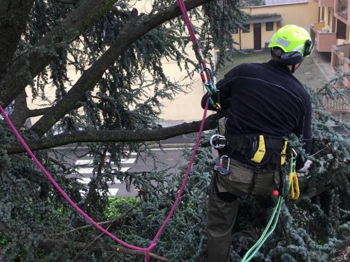 Archisio - I Giardini Dei Tudor - Progetto Tree climbing