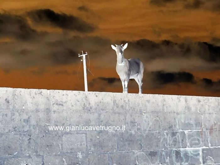 Archisio - Gianluca Vetrugno Meltem Kosan the Art Of The Negative - Artisti - Progetto Galleria 2 paesaggi