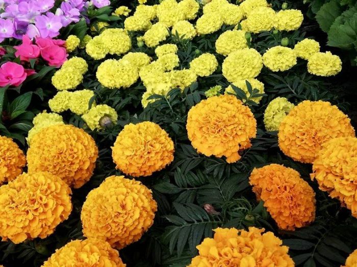 Archisio - Robi Bonaita Alessio Bonaita Fabiano Bonaita - Progetto I fiori di ornella