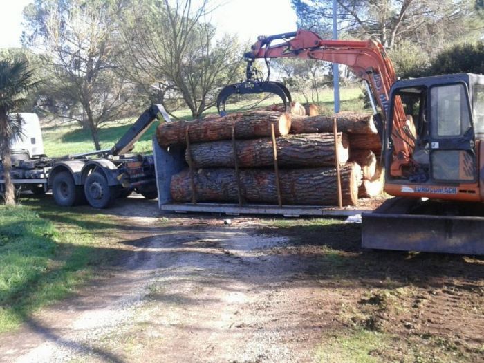 Archisio - Il Dottore Del Verde Di Bruno Barnaba - Progetto Utilizzazioni boschive