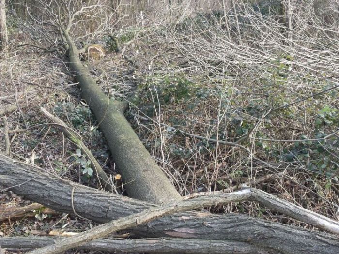 Archisio - Il Dottore Del Verde Di Bruno Barnaba - Progetto Utilizzazioni boschive