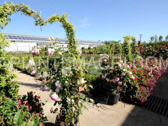 Archisio - Piante Macri - Progetto Il vivaio