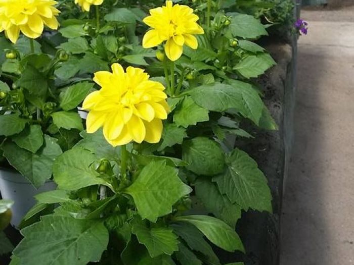 Archisio - Massarroni - Vivai Piante - Garden - Progetto Vivai e piante