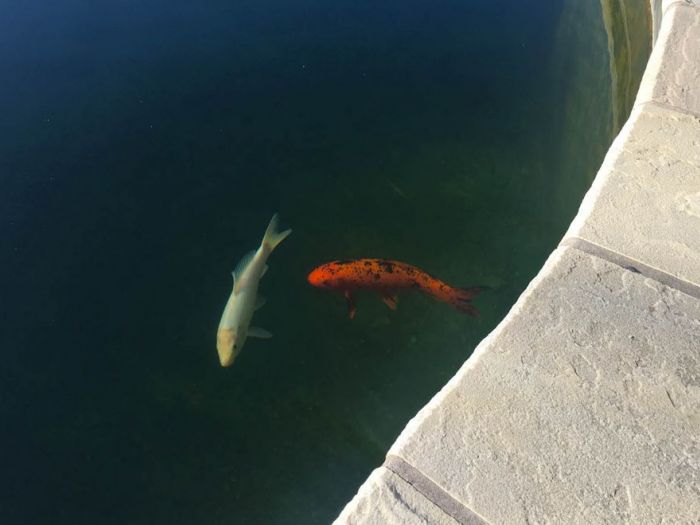 Archisio - Progettare Spazi Verdi - Progetto Il museo verde